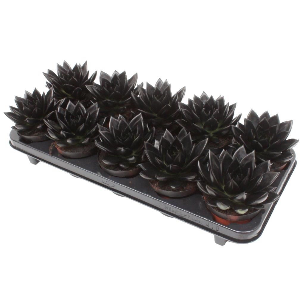 Miranda coloured black, D 10,5