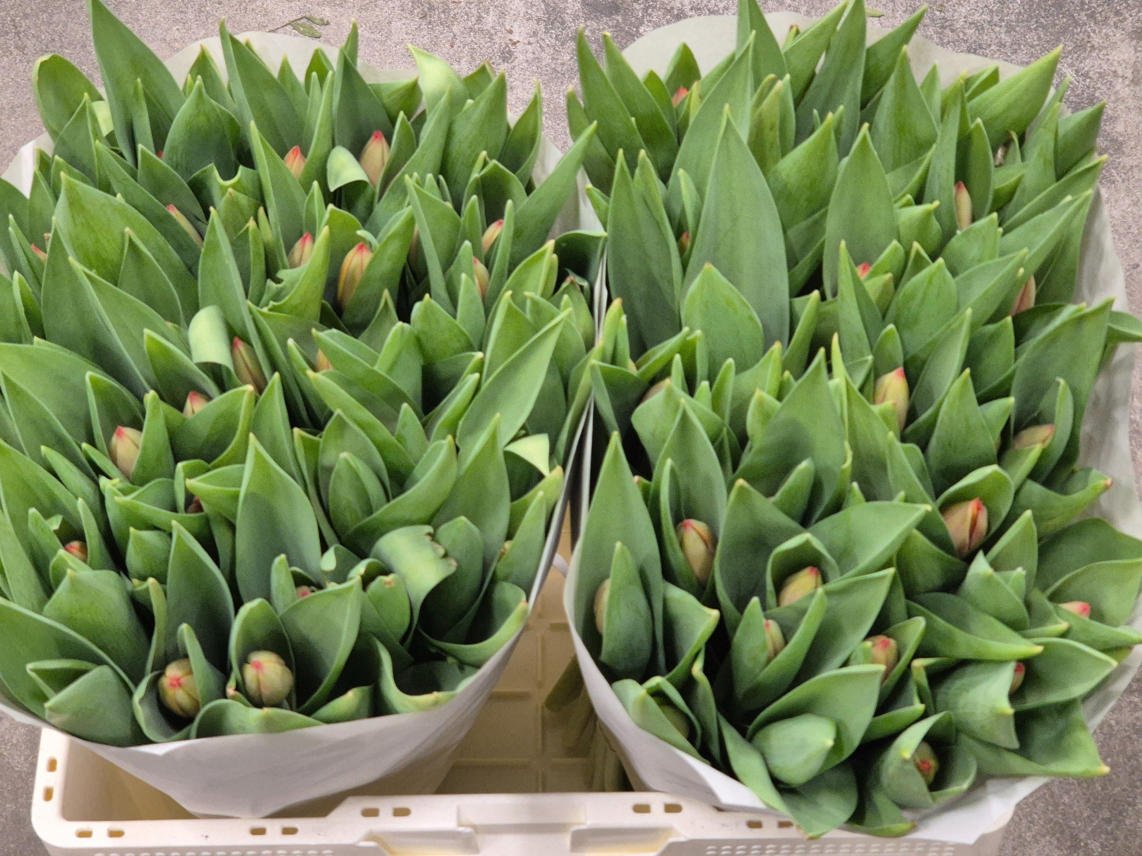 Тюльпан од. Ад Рэм (оранж.), шт. Тюльпан од. Ад Рэм (оранж.), шт.