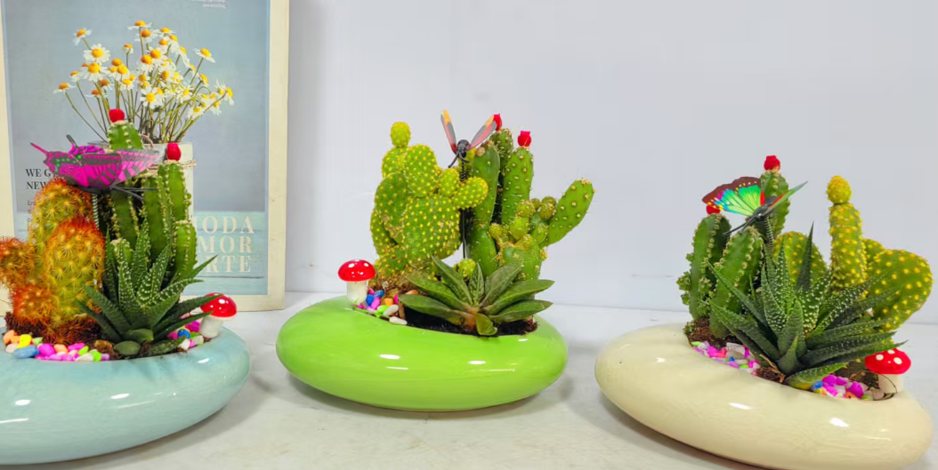 кактус Колорфул эгс сет 13 15