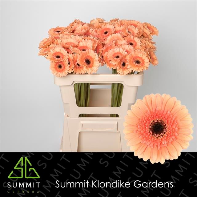 Гермини Кукис Энд Крим, шт.