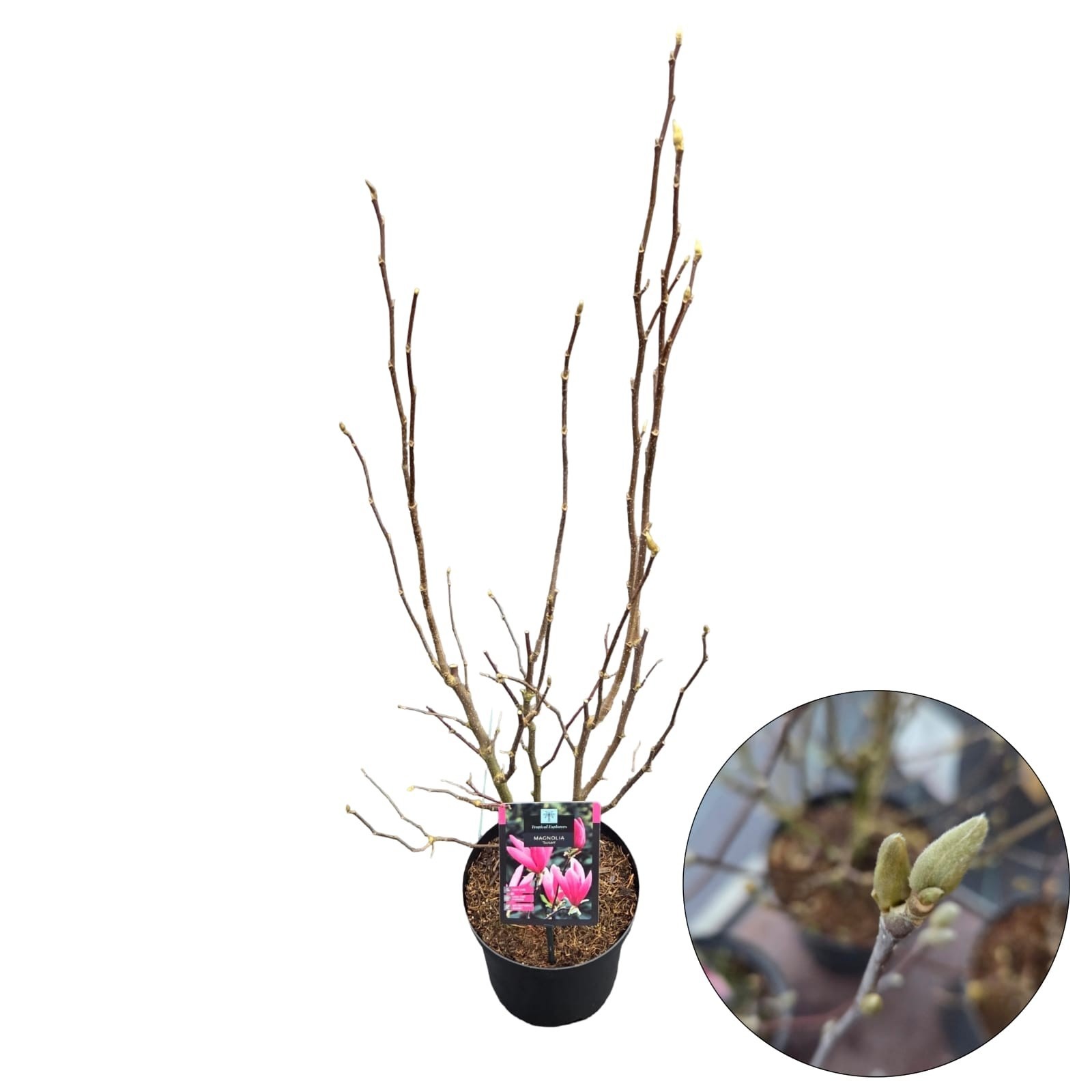 Magnolia 'Susan', D 19