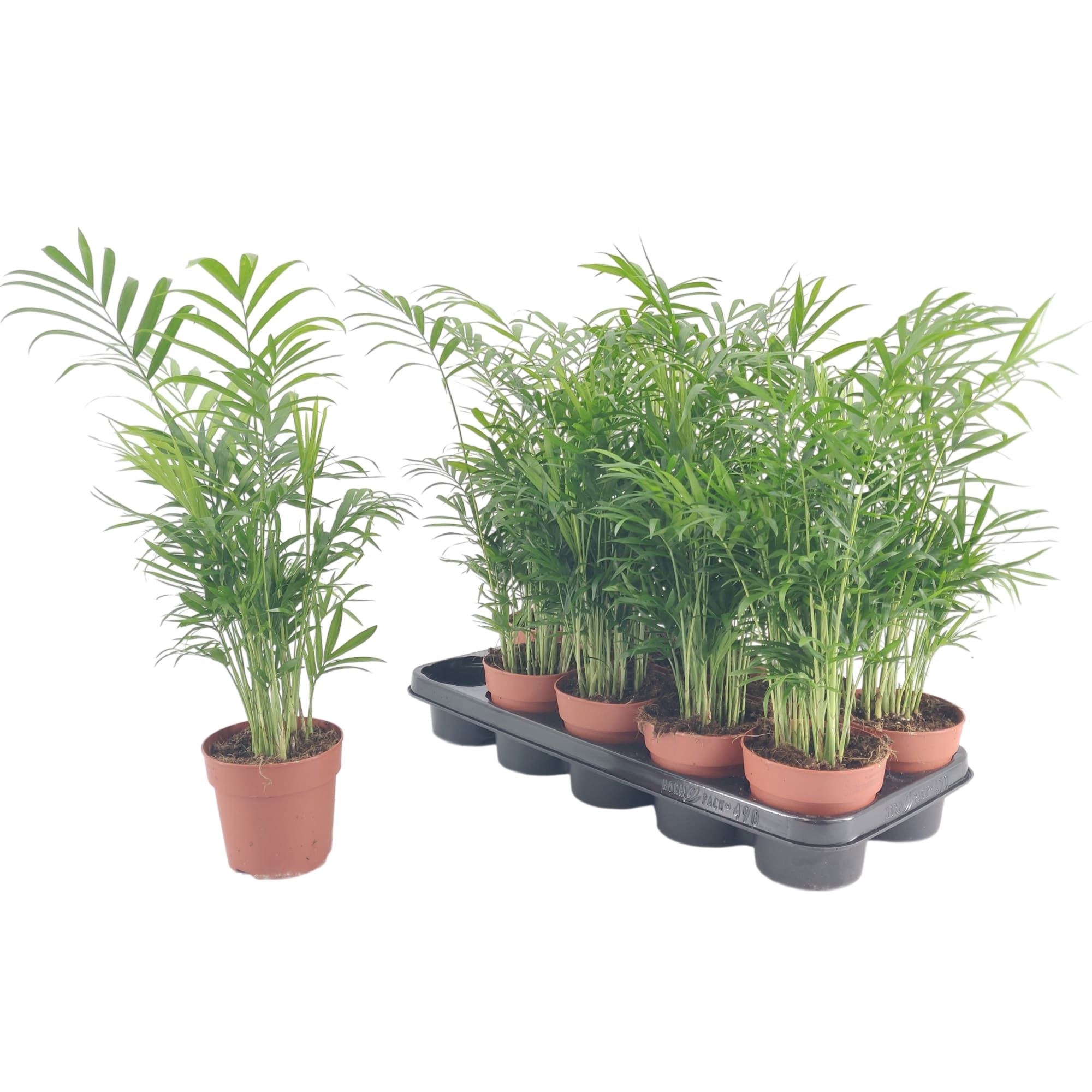 Chamaedorea Elegans p12, D 12