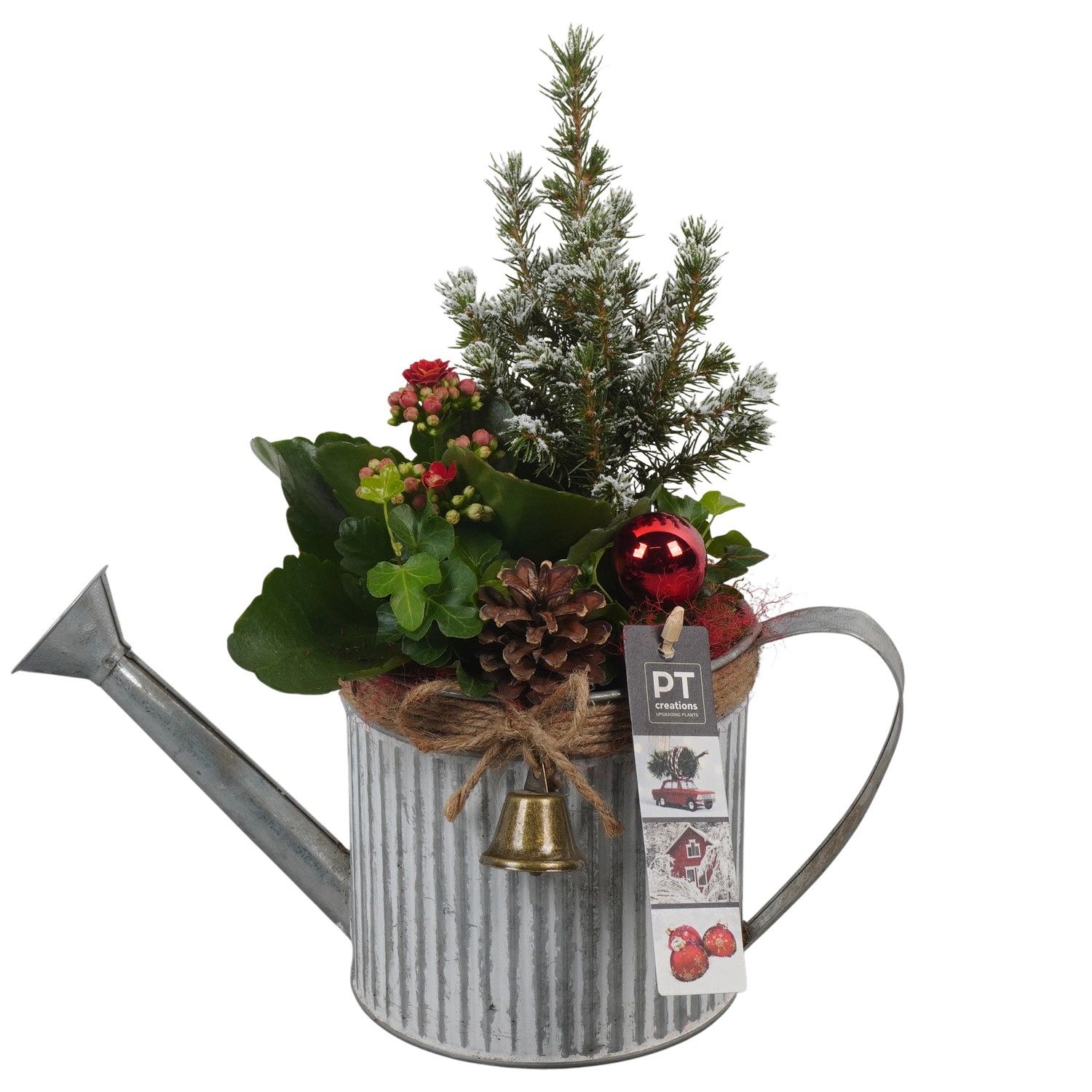PTCHR7328 Arrangement Christmas Red in metalen gieter, D 13 cm