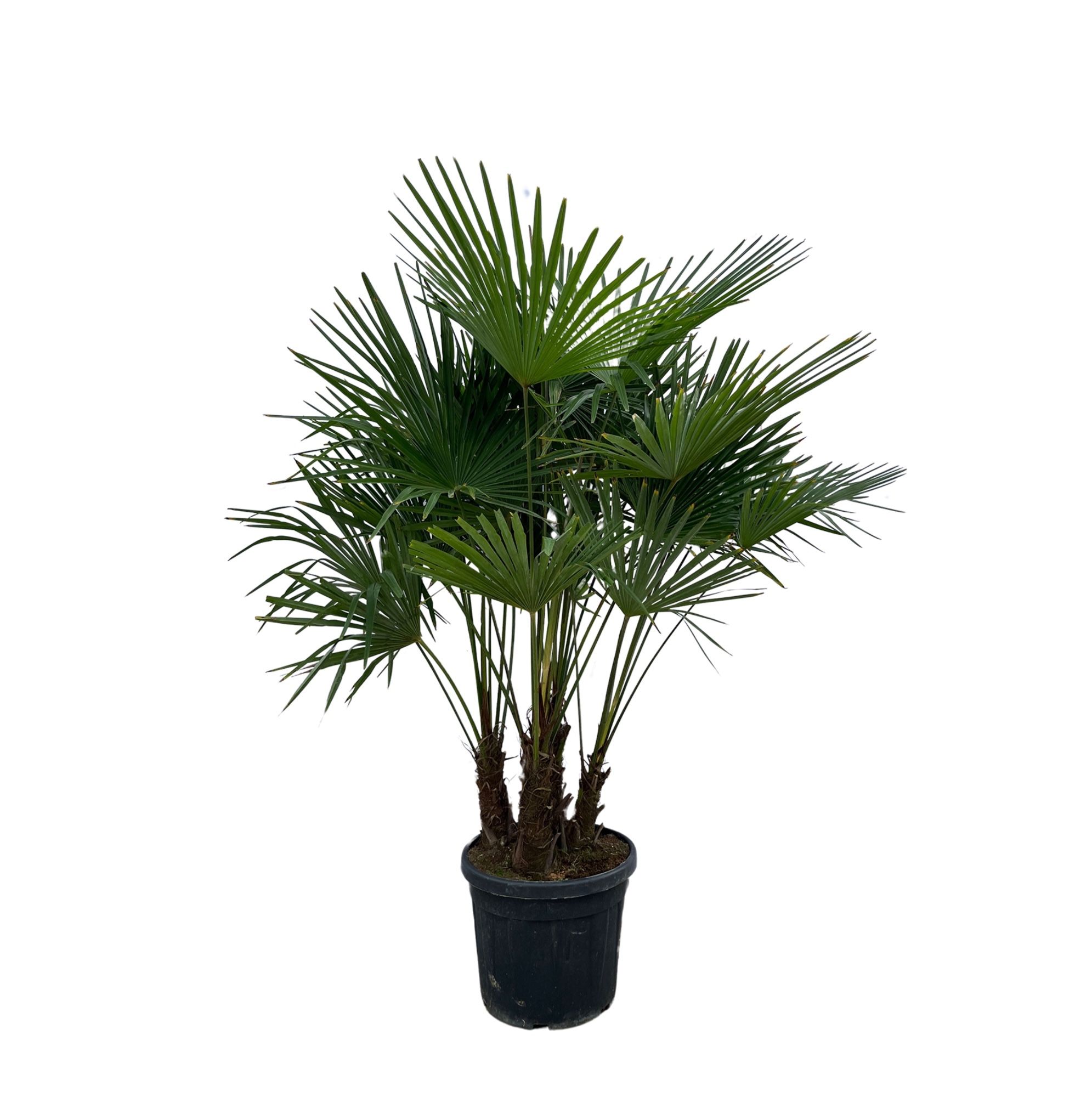 Trachycarpus Fortunei Multistam - 230cm, D 50