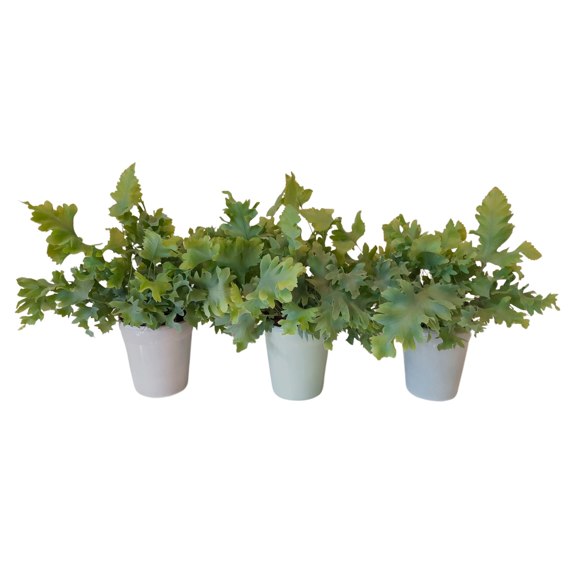 Phlebodium Davana in pot Elle, D 9