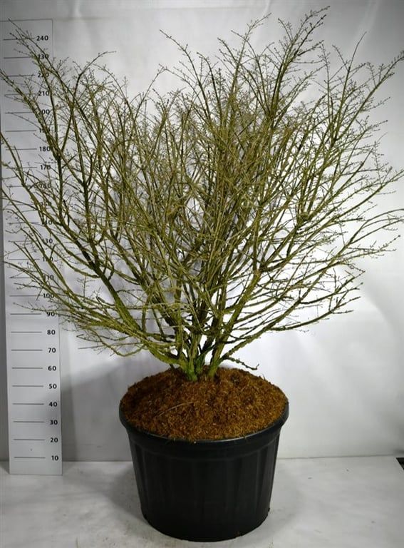 Euonymus alatus, D 80 cm