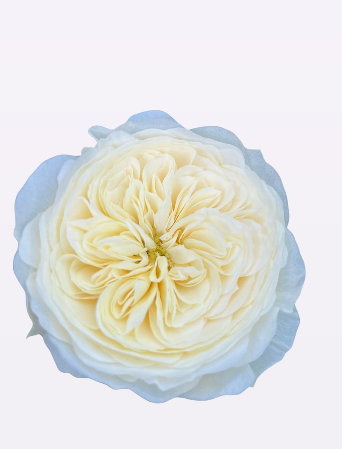 Роза од. Чик Вайт! 30, шт.