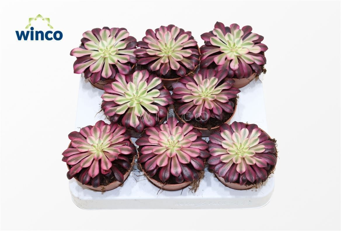 Aeonium Black Copper, D 8,5