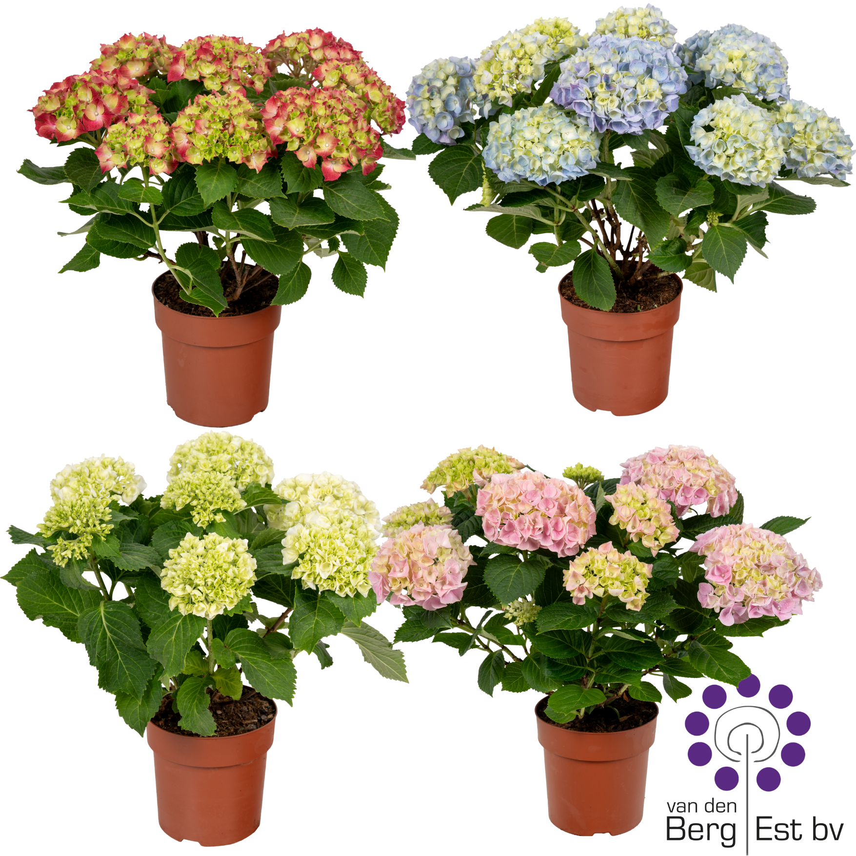 Hydrangea mix 7/8 flowers, D 14