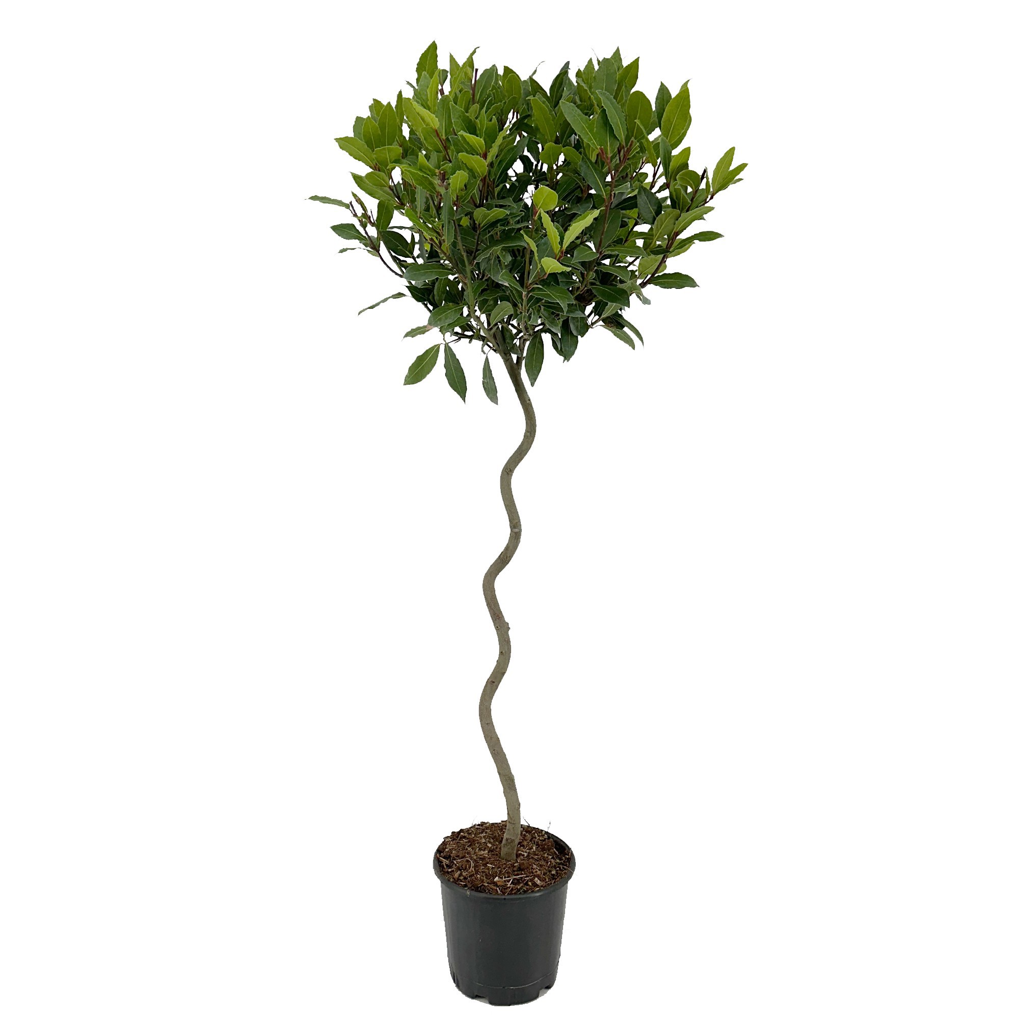 Laurus nobilis Spiraal stam, D 20 cm