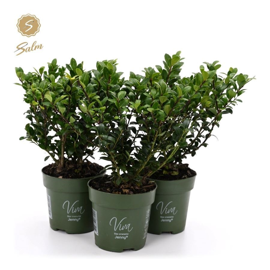 Viva Ilex crenata 'Jenny'® P10, D 10