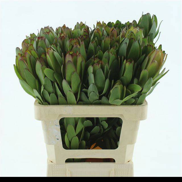 Леукадендрон Сафари Голдстрайк 60, шт.