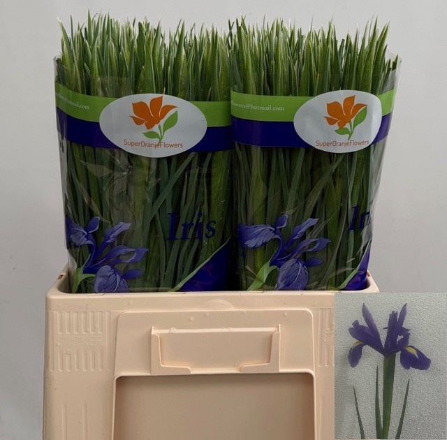 Ирис Блю Мэджик (син.), шт.