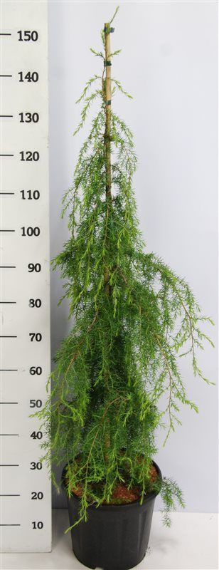 Juniperus comm. 'Horstmann', D 32 cm