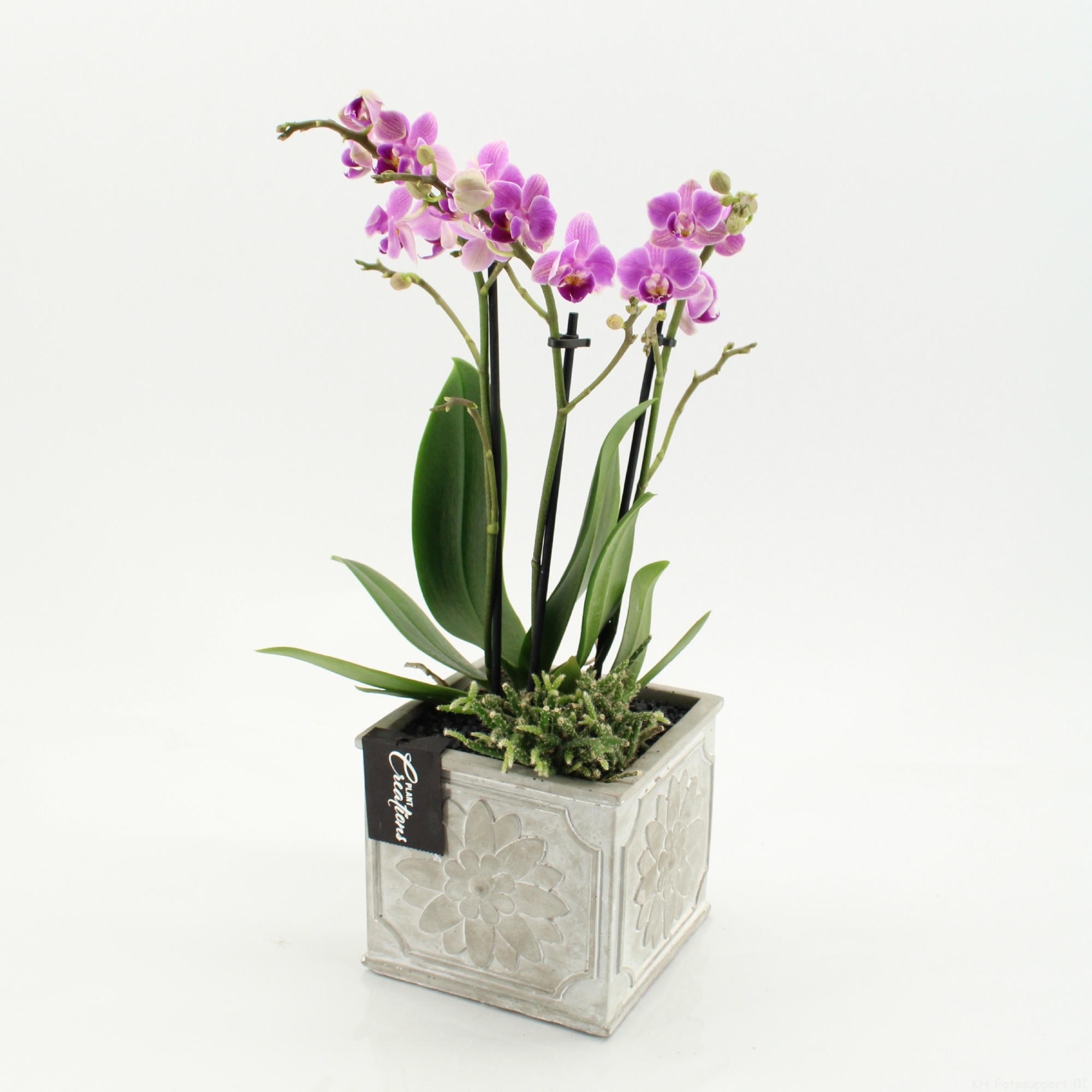 PHAL-2649RZ Phalaenopsis creatie, D 13