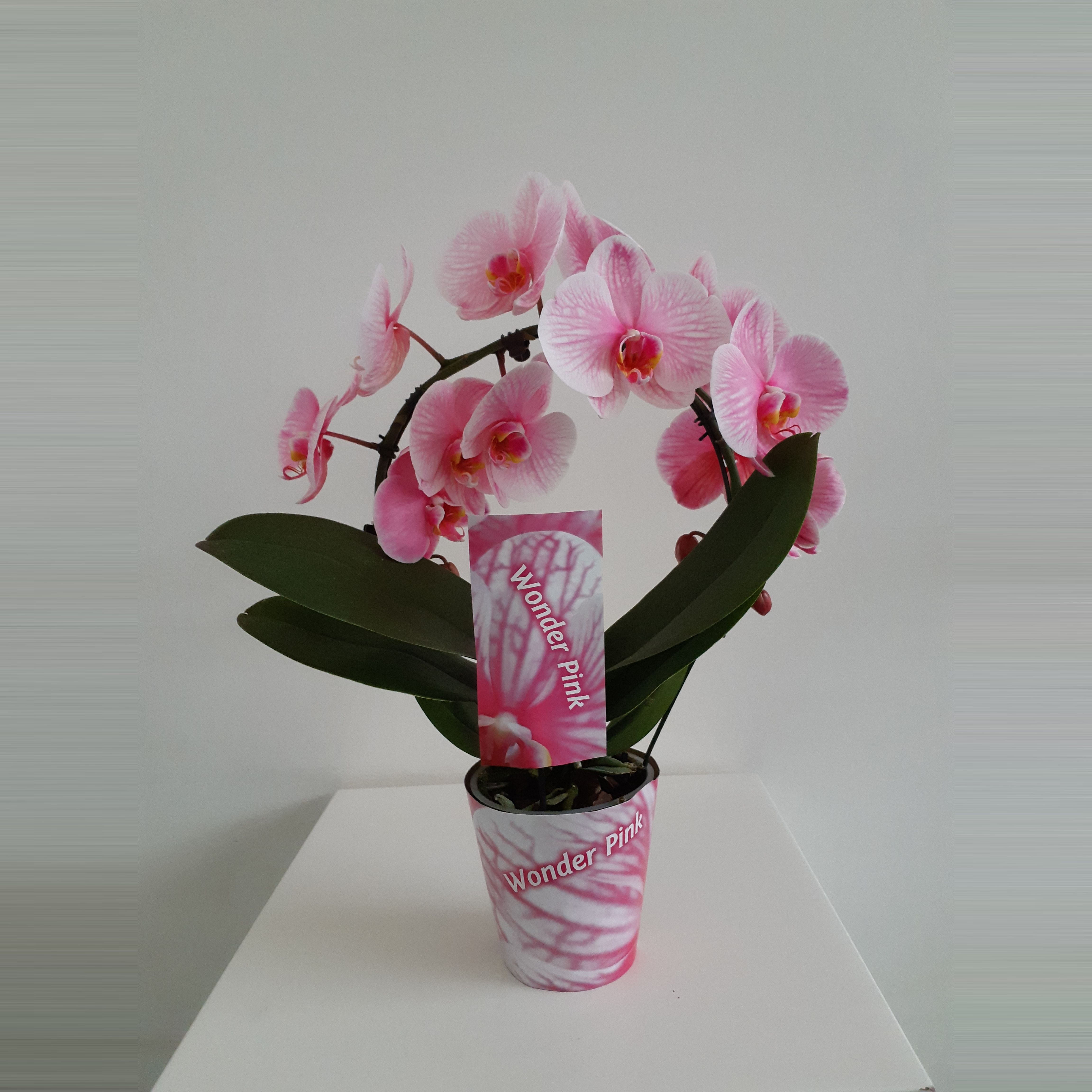 Wonder Spiegelboog Pink, D 12 cm