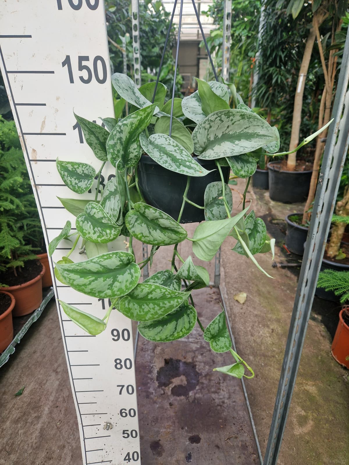 Scindapsus pictus Trebie hangplant, D 23