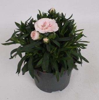 Dianthus Oscar White and red, D 10,5