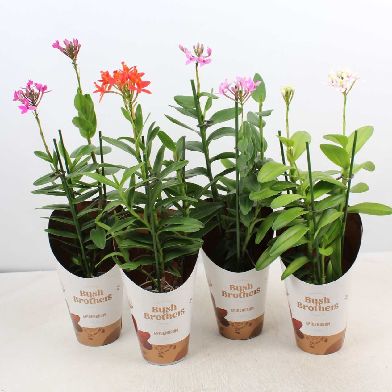 Epidendrum 2 tak kort mix, D 12