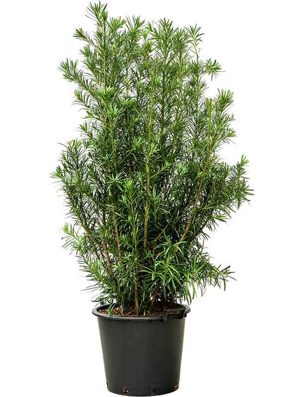 Podocarpus macrophyllus (160-180), D 45 cm