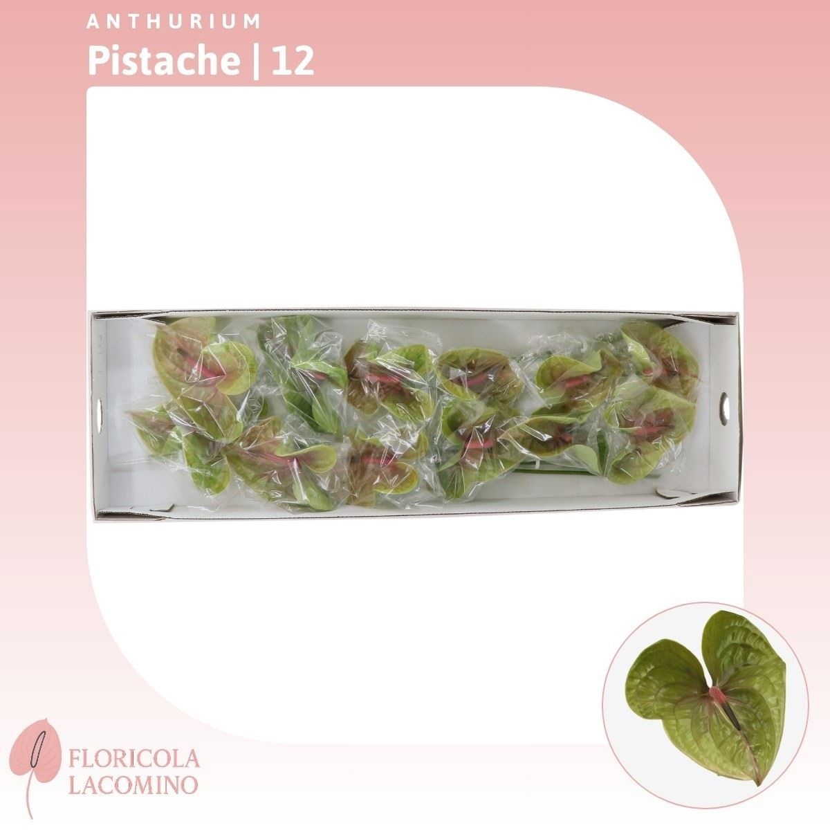 Антуриум Писташ (зел.), шт.