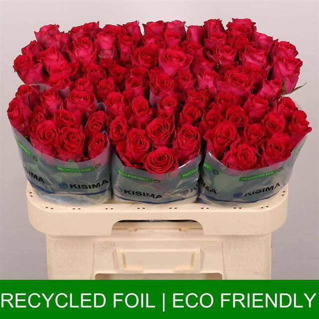 Роза од. Мадам Цериз 60, шт.