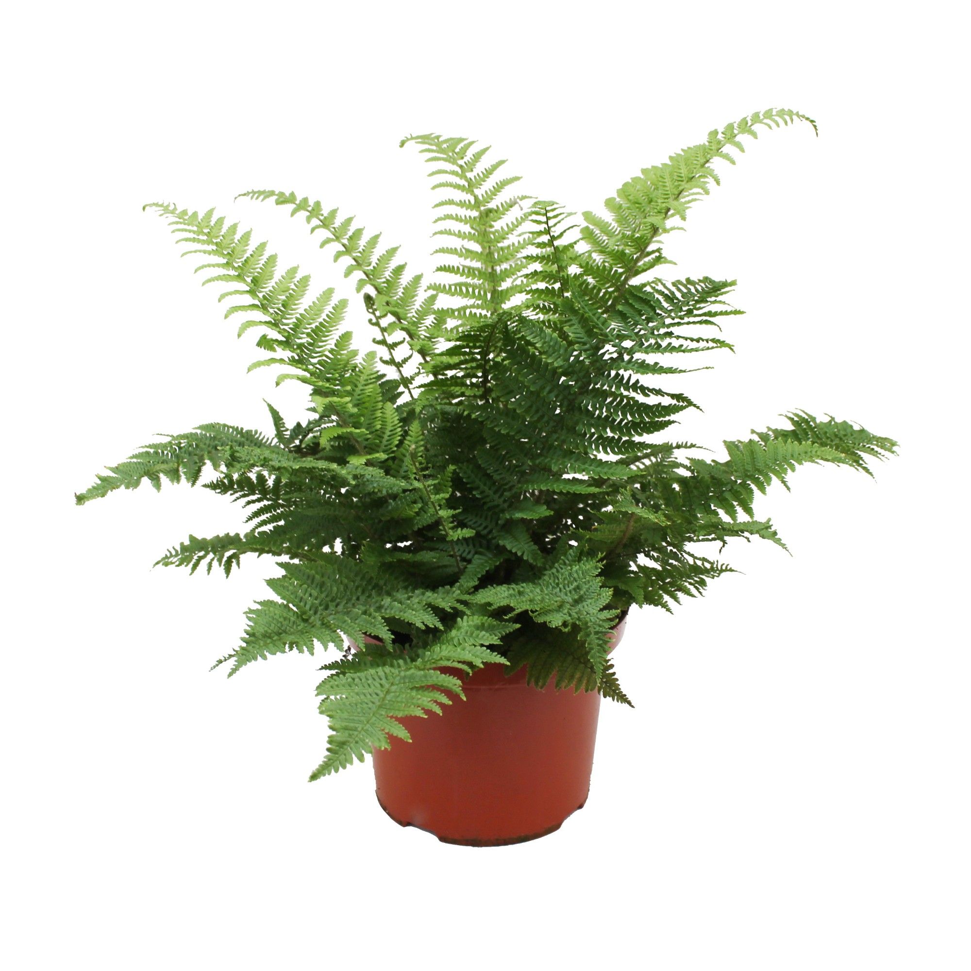 Dryopteris Affinis Crispa (Winterhard), D 24