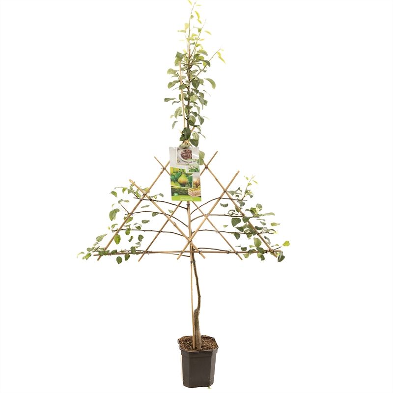 Pyrus comm. Clapp's Favourite lei Zomerpeer/handpeer, D 24