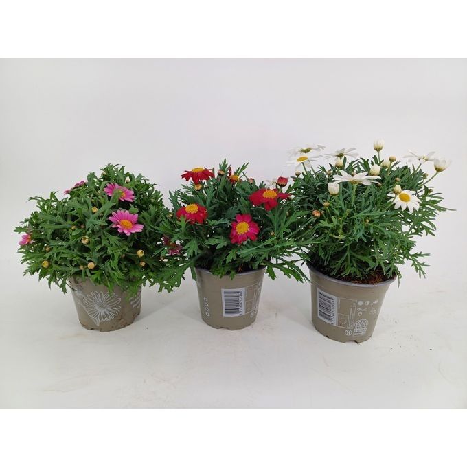 721 SV : Pot 12 cm Margriet gemengde kleuren mix per kar, D 12