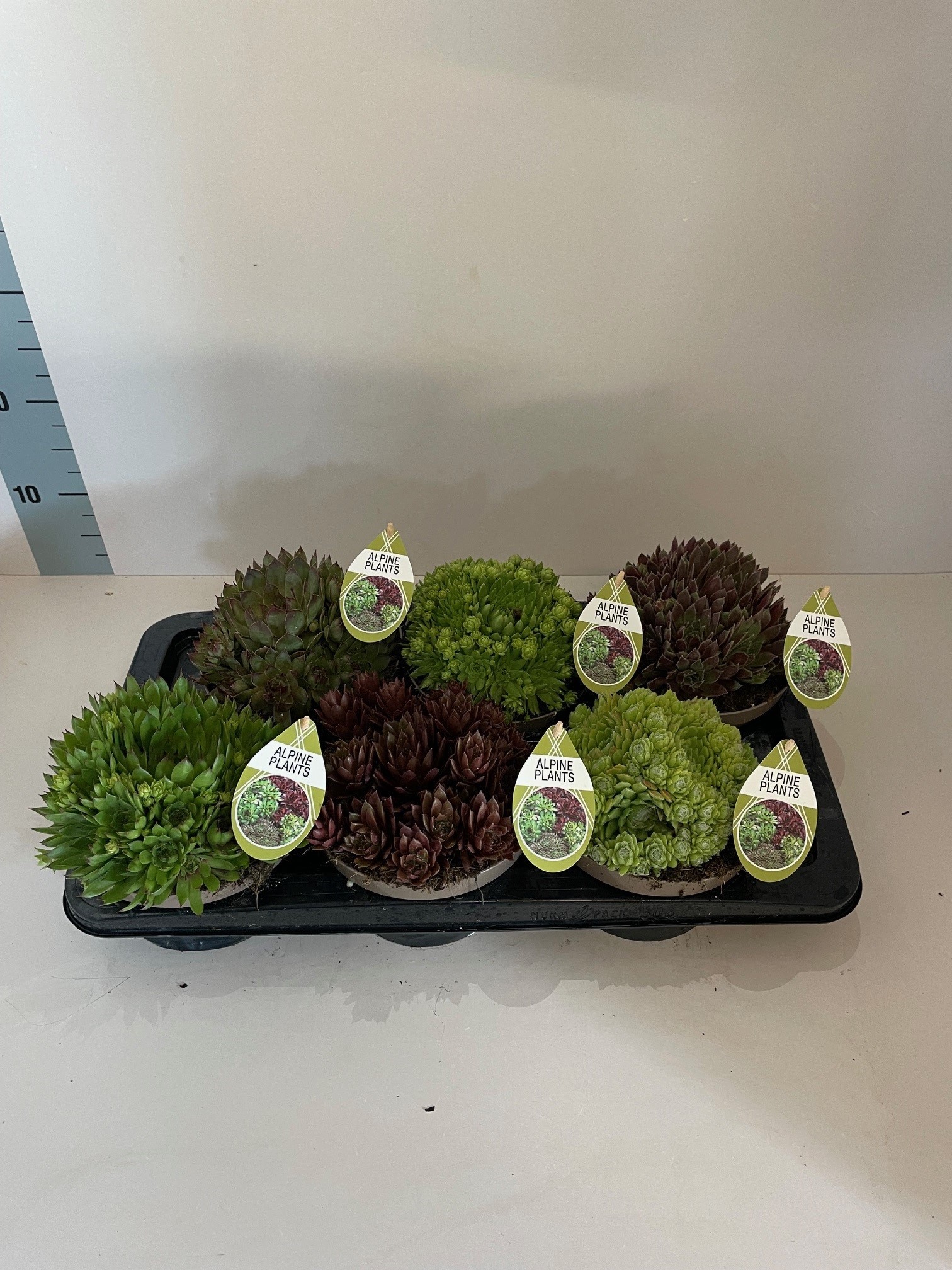 Sempervivum mix, Ø 17cm, D 17