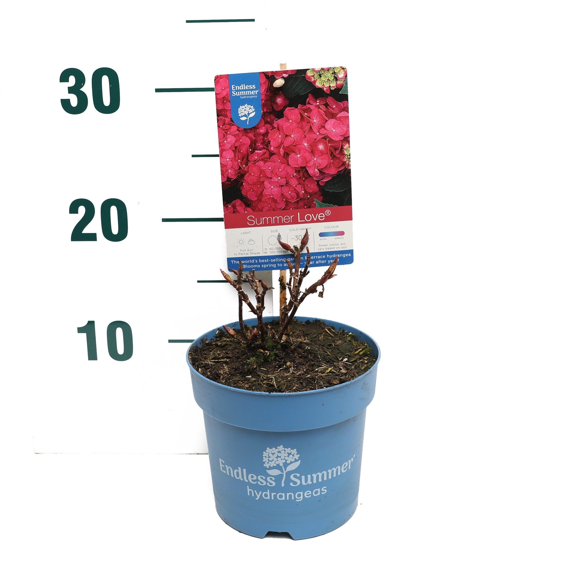 Hydrangea 'Summer Love Red' - P14 - Endless Summer, D 14