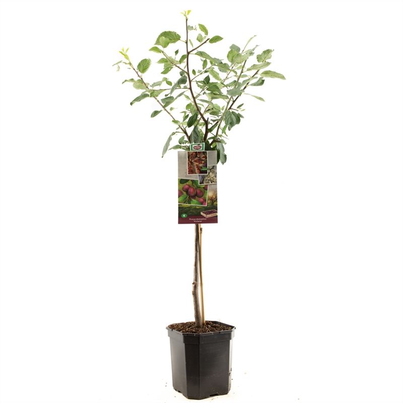 Prunus dom. Victoria laagstam Oranje pruim, D 24