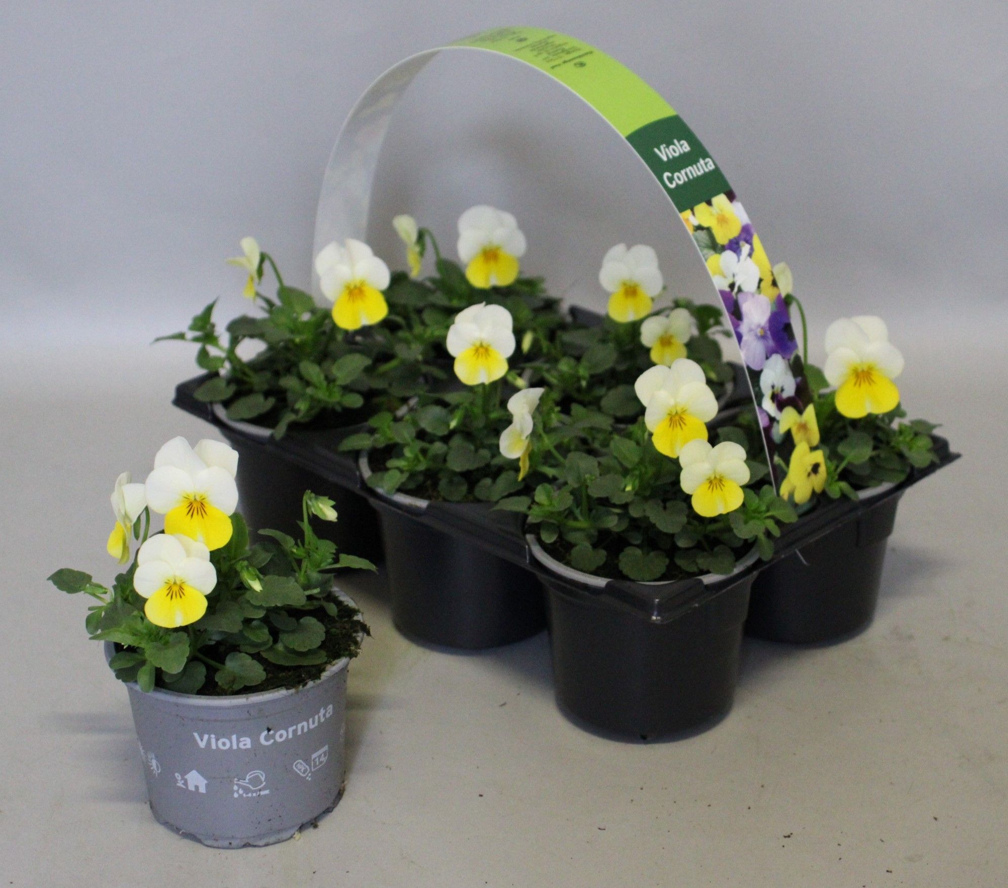 Viola cornuta 6-pack 9cm Sunny side up, D 9 cm