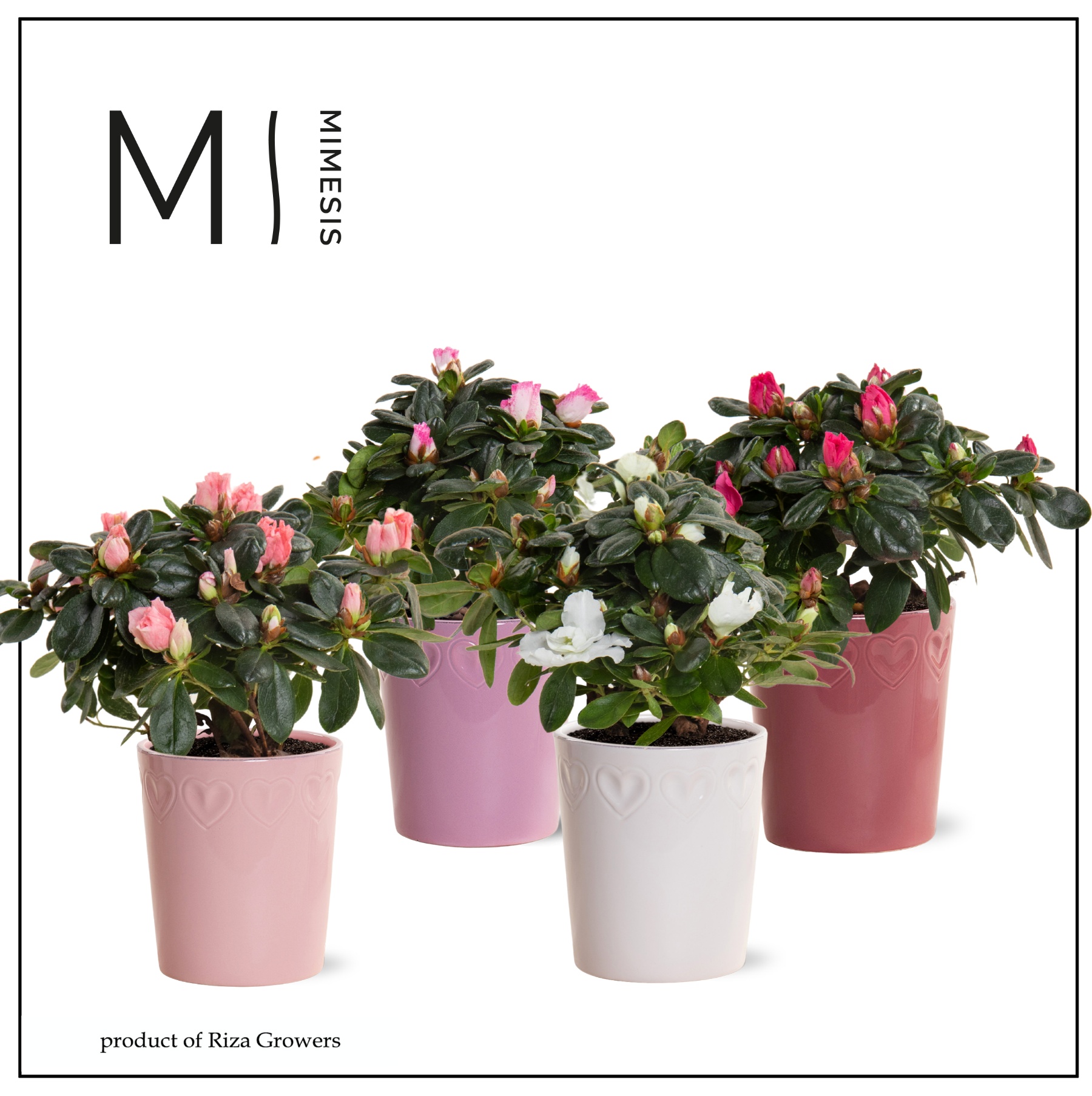 Azalea Mix - 9 cm in Nienke - Luxury World, D 9