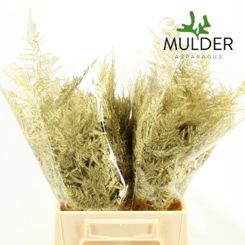 Аспарагус Овериг Крашеный (краш. ) 45, шт.