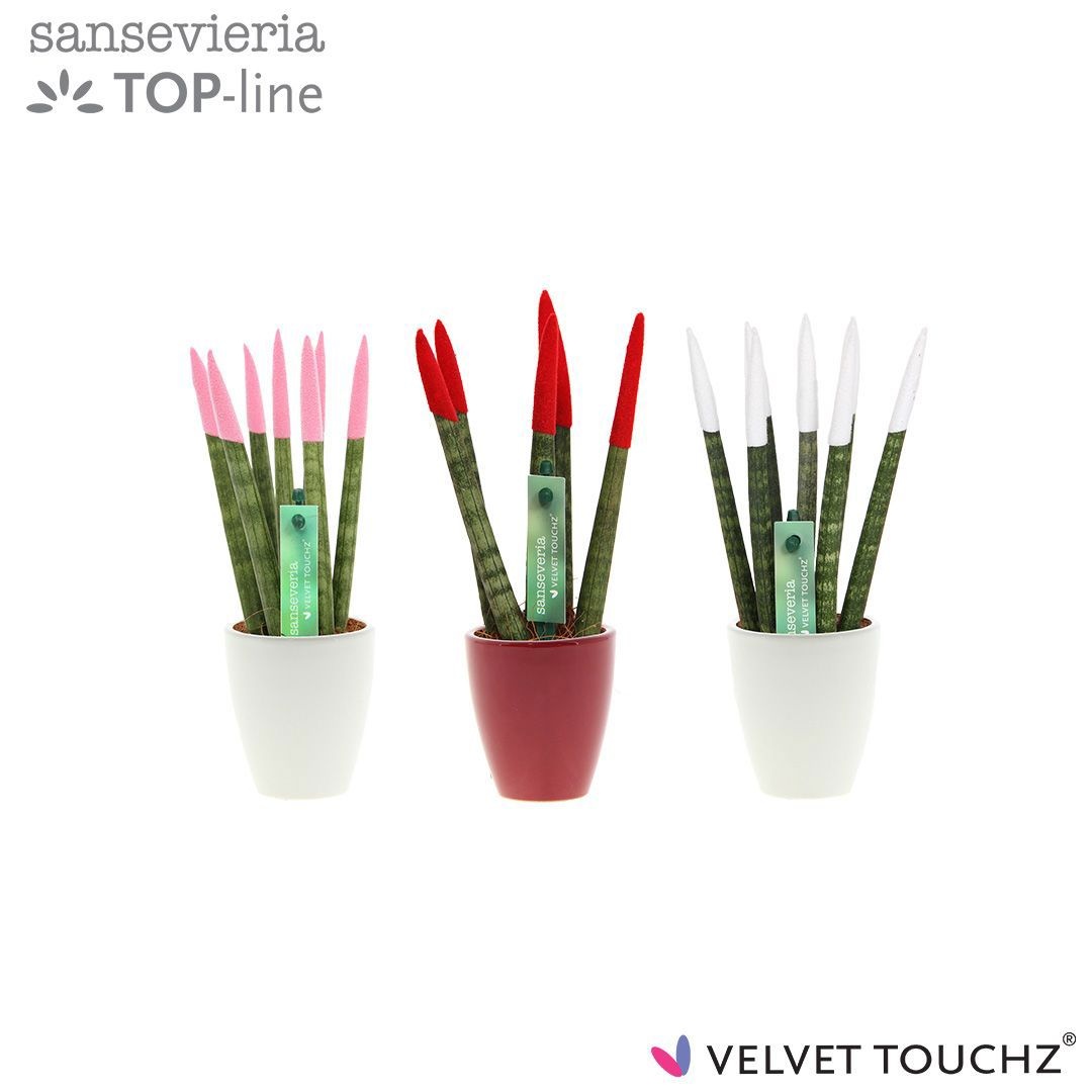Sansevieria VELVET TOUCHZ® Mix Woman in keramiek Osaka, D 6