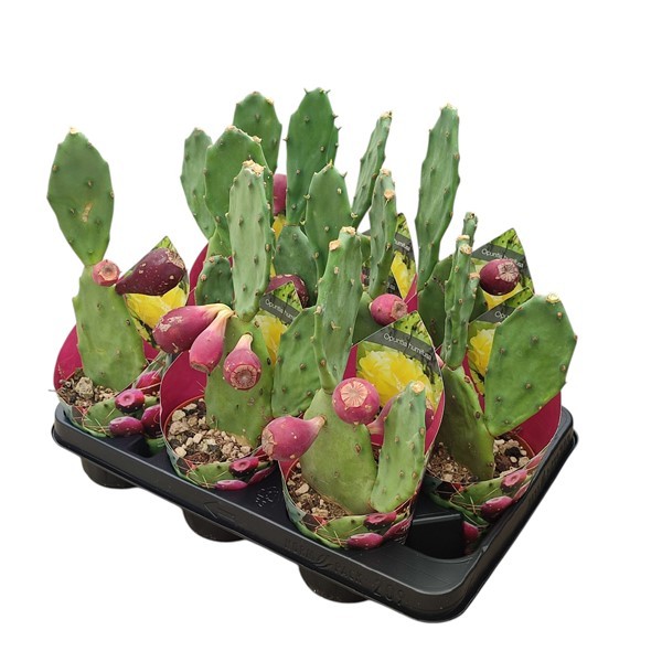OPUNTIA HUMIFUSA - POT Ø 10,5 WITH POTCOVER (CACTUS), D 10,5