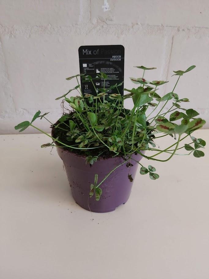 Trifolium repens Sweet Mike, D 12