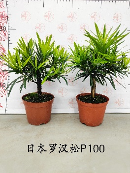 Подокарпус макрофйллус Джапанесе Хиноки Кйпресс 10 25