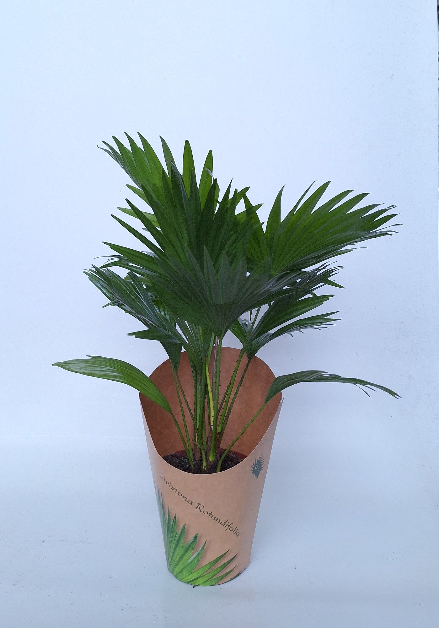 Livistona in potcover, D 14 cm Livistona in potcover, D 14 cm