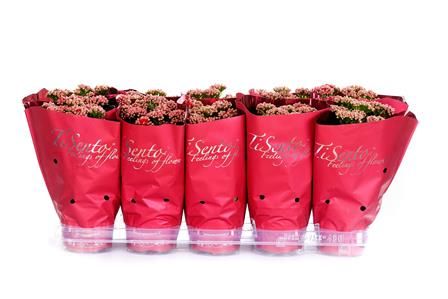 Calandiva 12 cm Rood in Rood, D 12