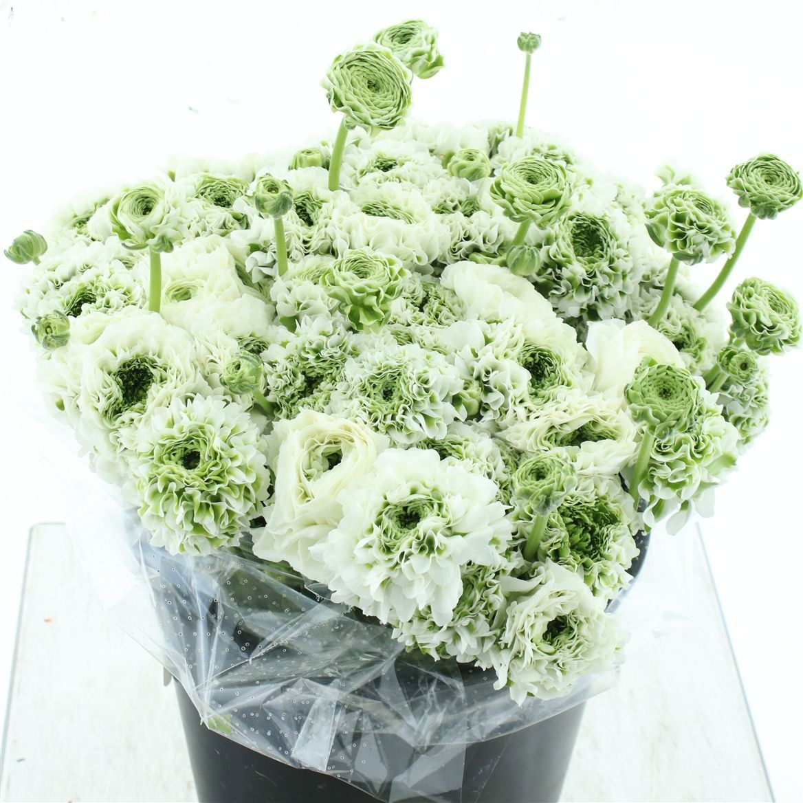 Ранункулус Пон Пон Иглу 40, шт.