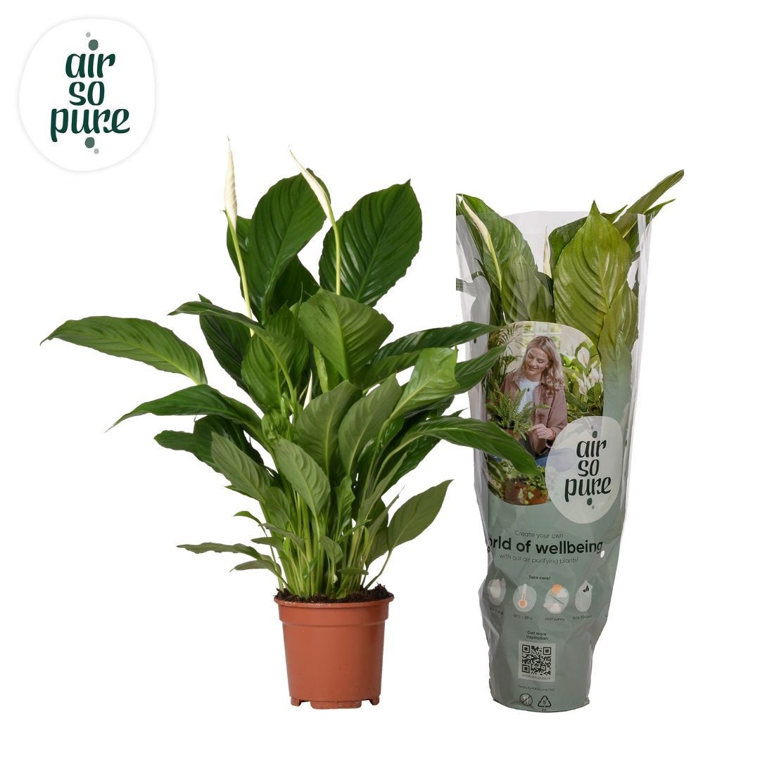 Spathiphyllum 17cm Vivaldi Air So Pure, D 17