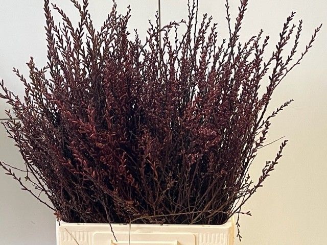 Мирика Гейл 60, шт.