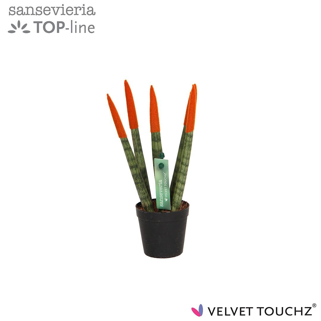 Sansevieria VELVET TOUCHZ® Oranje, D 6 cm