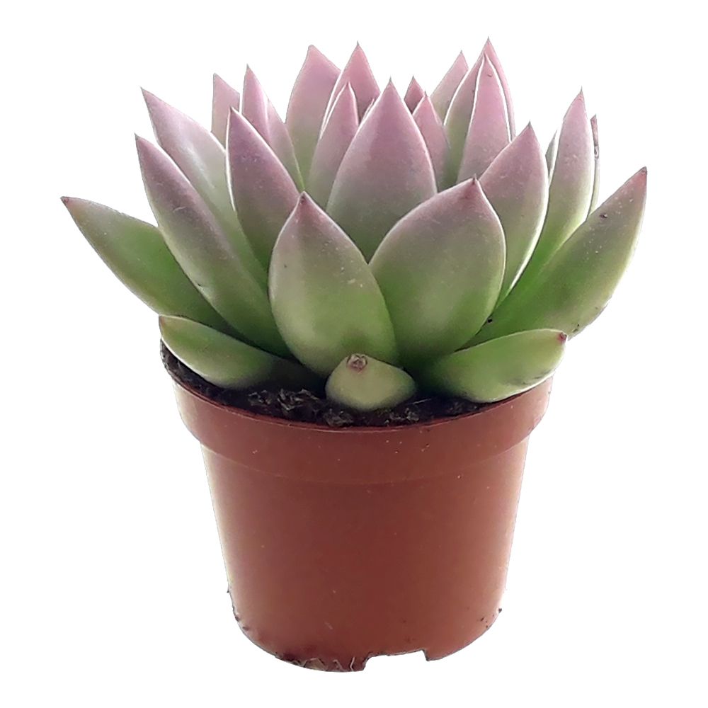 Miranda coloured festival pink, D 6