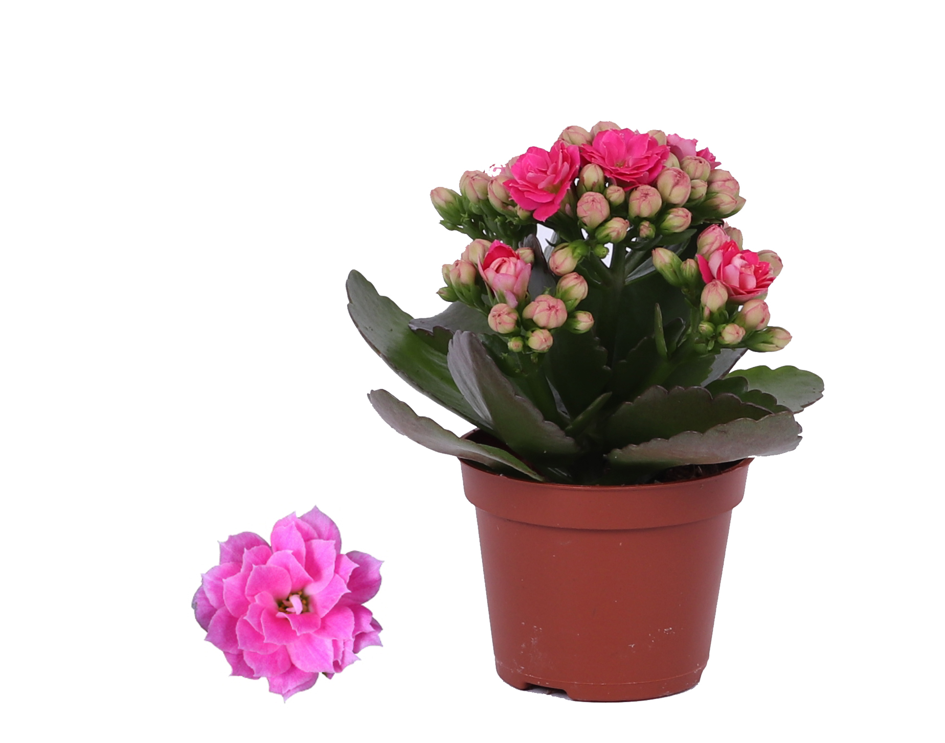Kalanchoe Rosalina 06cm Don Nando roze, Zonder hoes, D 6