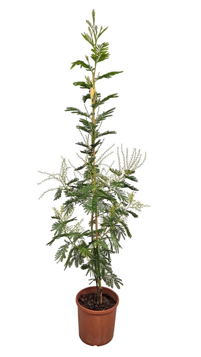Acacia Mimosa Daelbata On Stick, D 22