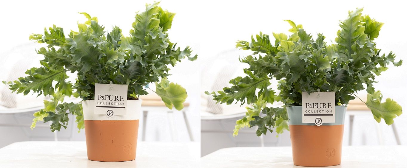 Phlebodium Davana in P&PURE Terra Cotta 4 ass.2, D 12