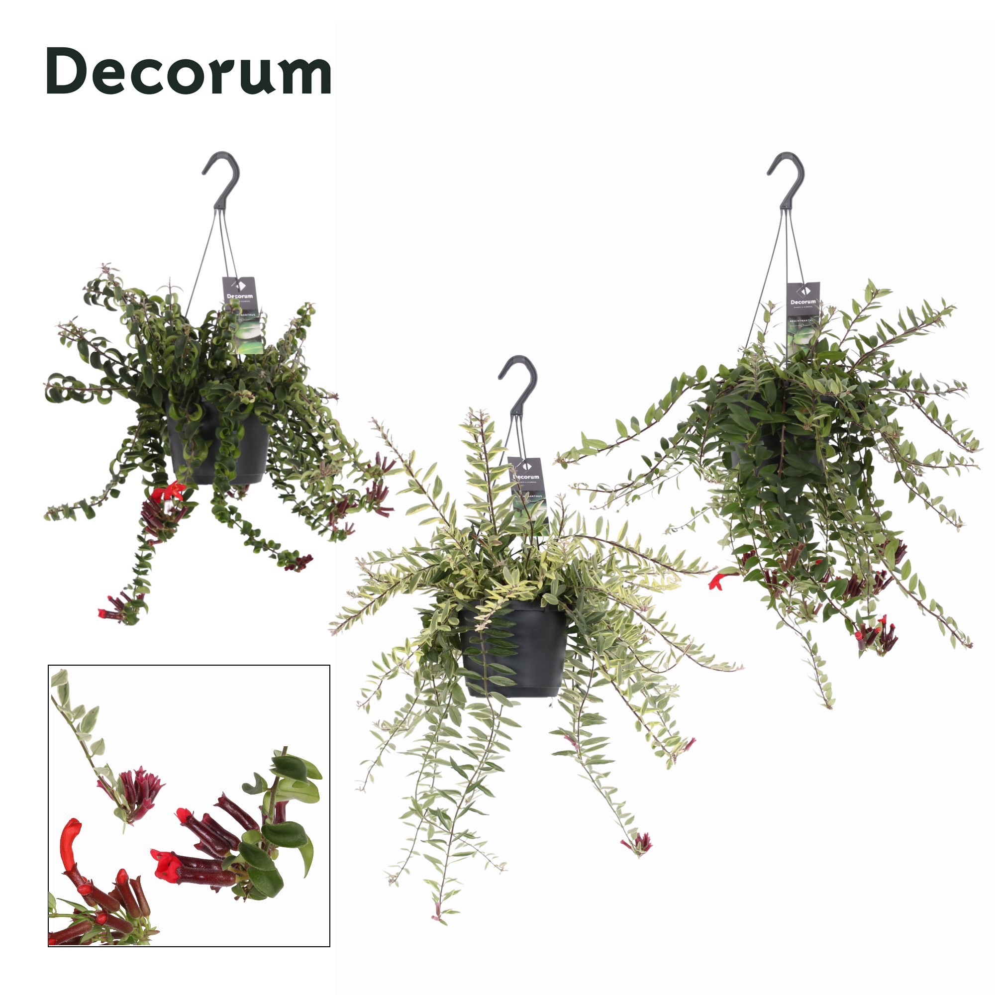 Aeschynanthus Bloeiend gemengd, D 17